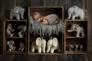elephants